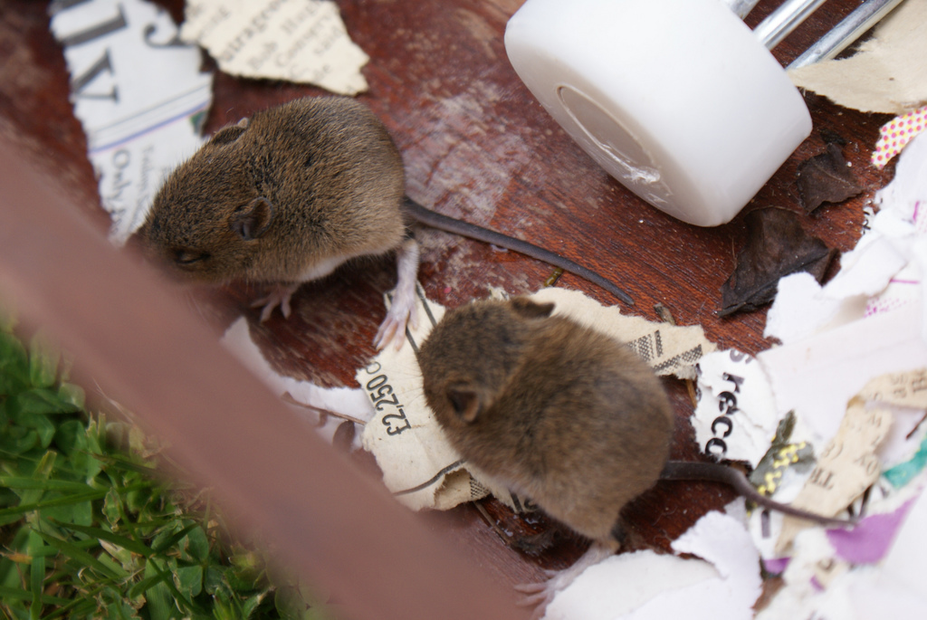 How To Keep Pest Out Of Your Office